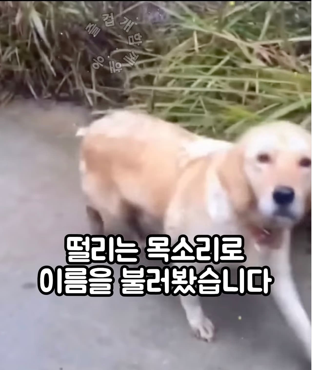 잃어버린 개를 다시 우연히 찾게 된다면
