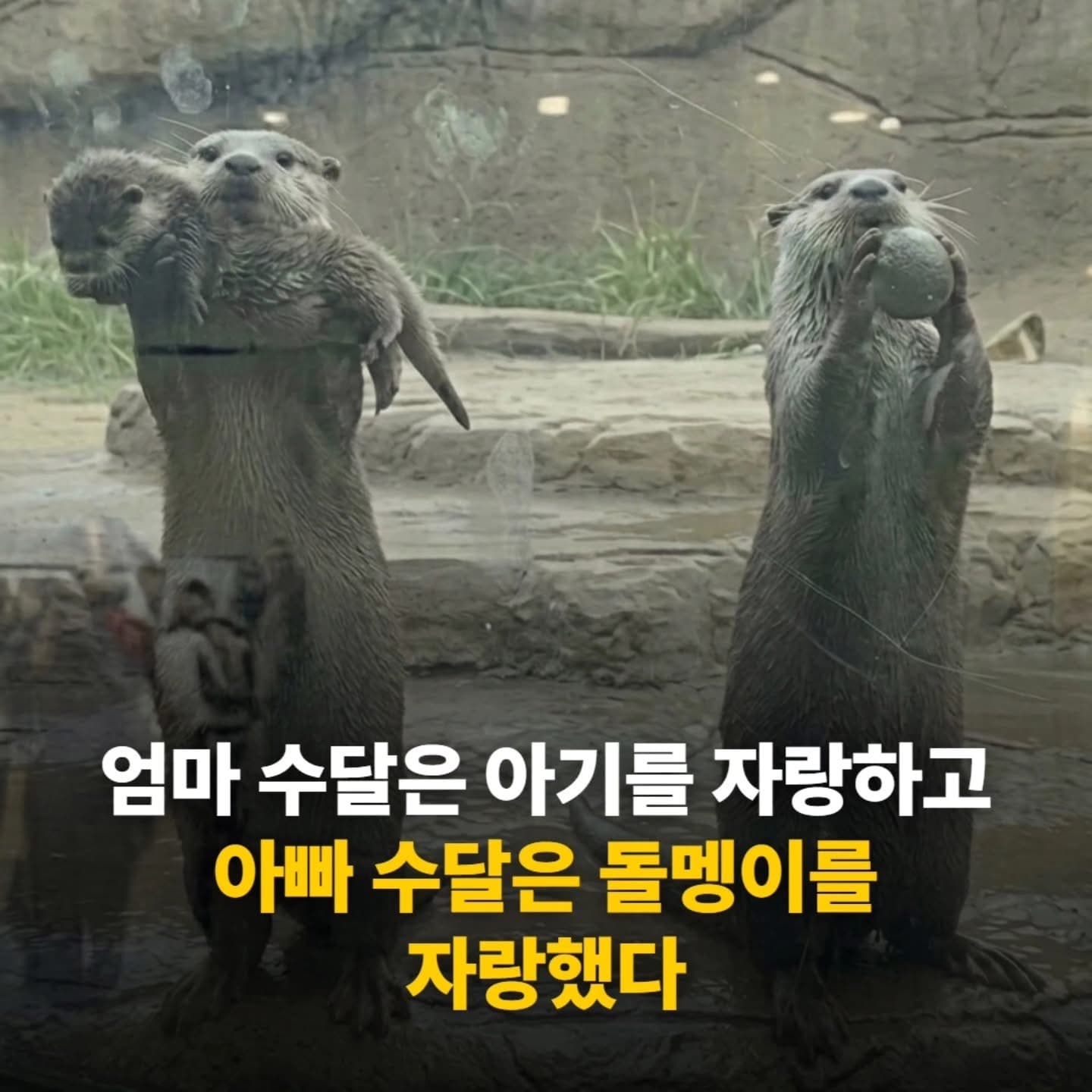 엄마는 아가를 아빠는 돌멩이를