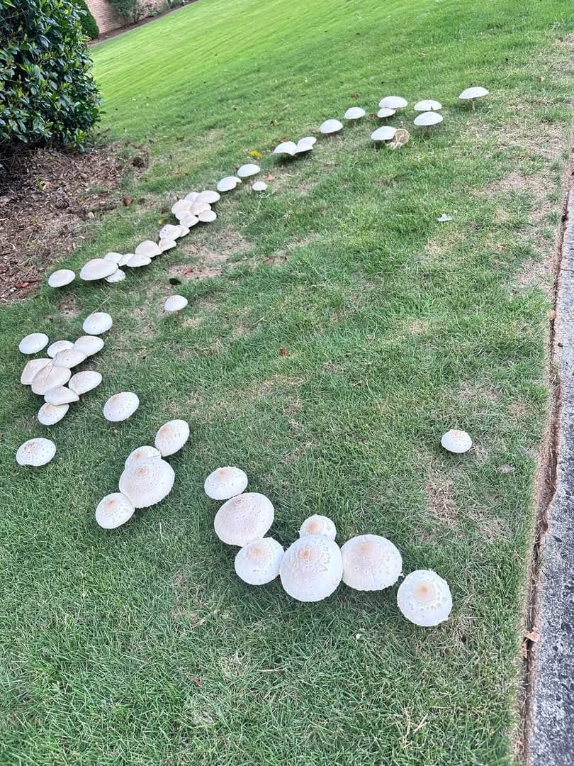 잔디에 핀 이건 무슨 버섯인가요?