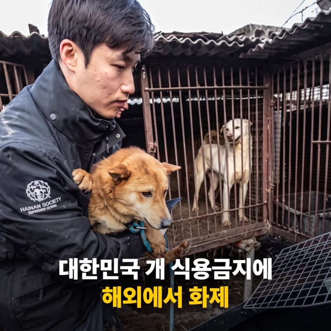더이상 한국에서 식용개는 없다